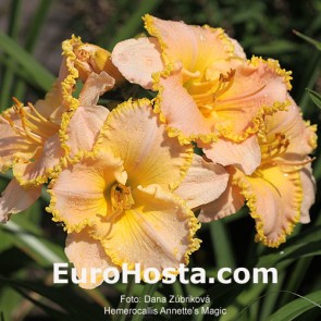 Hemerocallis Frank's Star Of Bethlehem - Eurohosta