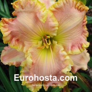 Hemerocallis Frank's Star Of Bethlehem - Eurohosta