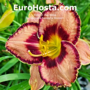 Hemerocallis Awesome Blossom