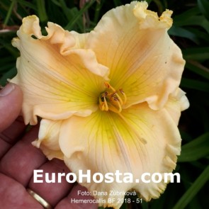 Hemerocallis BF 2018 - 51 Eurohosta