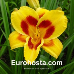 Hemerocallis Black Eyed Susan - Eurohosta