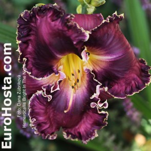 Hemerocallis Frank's Star Of Bethlehem - Eurohosta