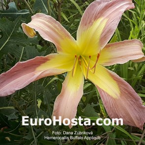 Hemerocallis BF 2018 - 28 Eurohosta