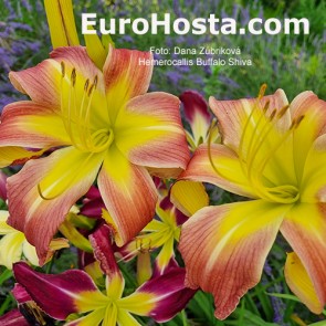 Hemerocallis BF 2018 - 7 Eurohosta
