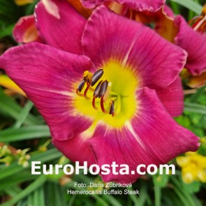 Hemerocallis Buffalo Steak - Eurohosta
