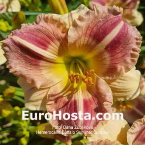 Hemerocallis BF 2018 - 65 Eurohosta