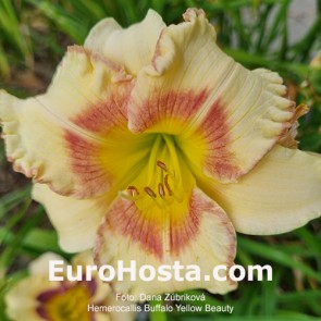 Hemerocallis 'Buffalo Yellow Beauty' 