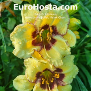 Hemerocallis Buffalo Yellow Charm 