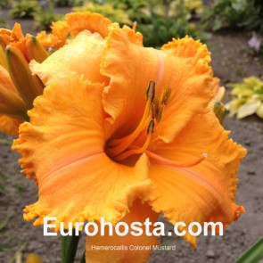 Hemerocallis Colonel Mustard