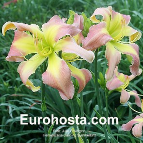 Hemerocallis Dancing Summerbird