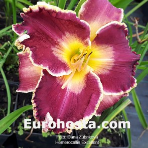 Hemerocallis Excellent - Eurohosta