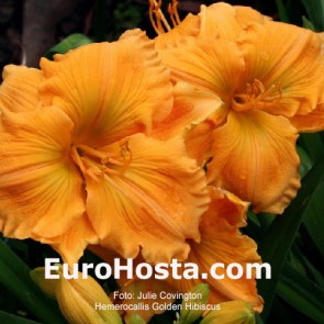 Golden Hibiscus