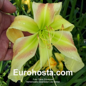 Hemerocallis Gwendolyn Lee Walker - Eurohosta
