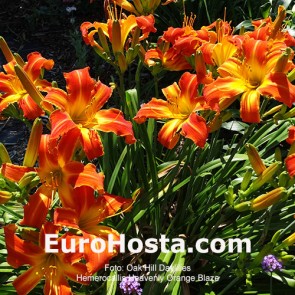 Heavenly Orange Blaze 