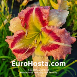 Hemerocallis Heavenly Pink Butterfly