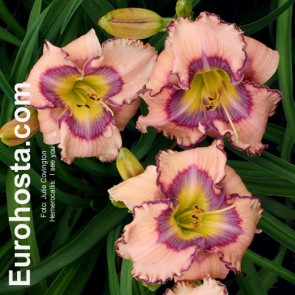 Hemerocallis Better Late