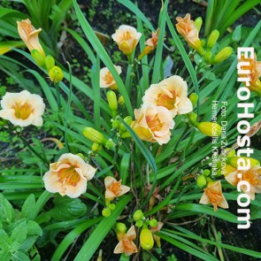 Hemerocallis Kristinka