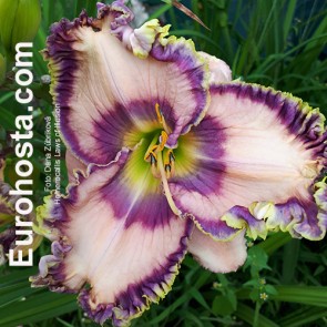 Hemerocallis Frank's Star Of Bethlehem - Eurohosta