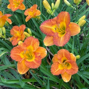 Hemerocallis Margaret Seawright - Eurohosta