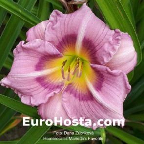 Hemerocallis Marietta's Favorite - Eurohosta