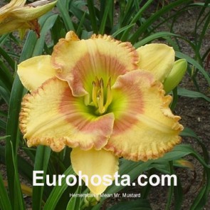 Hemerocallis Black Stockings - Eurohosta