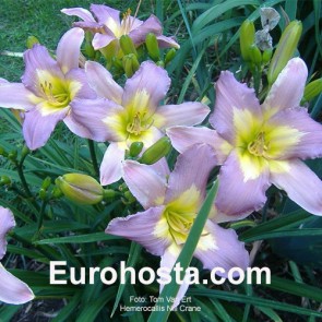 Hemerocallis Nile Crane - Hemerocallis 