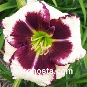 Hemerocallis Okaňa