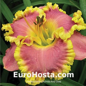 Hemerocallis Orchids and Gold - Eurohosta