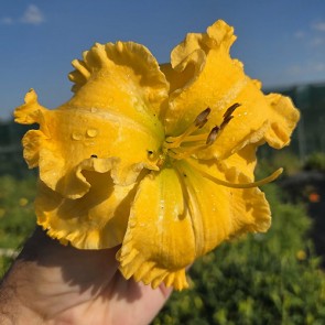 Hemerocallis Smugglers Gold 