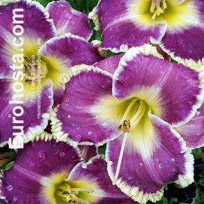 Hemerocallis Better Late