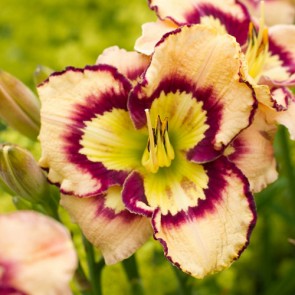 Hemerocallis Spacecoast Sea Shells