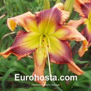 Hemerocallis Storm Damage