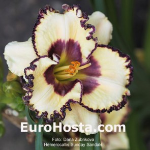 Hemerocallis Frank's Star Of Bethlehem - Eurohosta