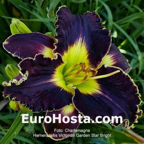 Victoria Garden Star Bright