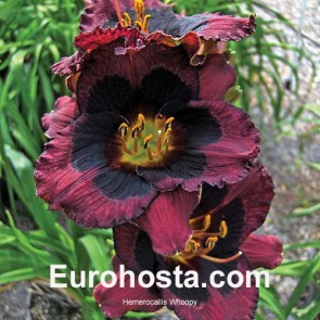 Hemerocallis Black Stockings - Eurohosta