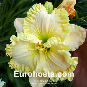 Hemerocallis Wonder of it All - Eurohosta