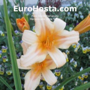  Hemerocallis Magic Amethist