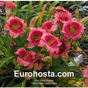 Hemerocallis Dragons Eye - Eurohosta