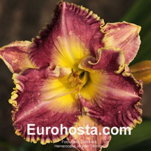 Hemerocallis Frank's Star Of Bethlehem - Eurohosta