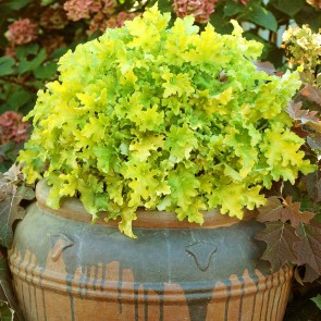 Heuchera Lime Marmalade