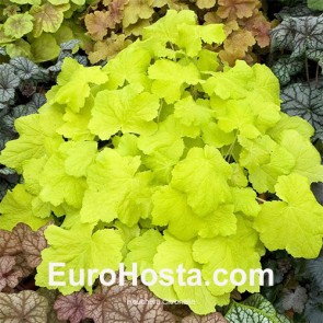 Heuchera Sugar Plum