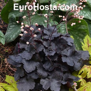 Heuchera Sugar Plum