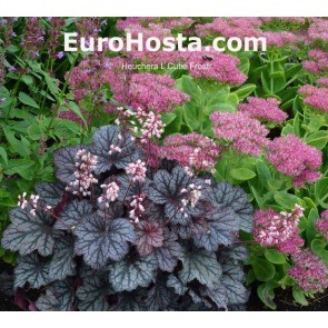 Heuchera Sugar Plum