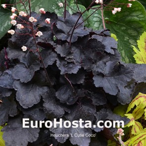 Heuchera Sugar Plum