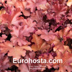 Heuchera Sugar Plum