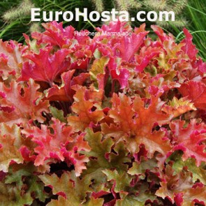 Heuchera Sugar Plum