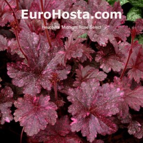 Heuchera Sugar Plum