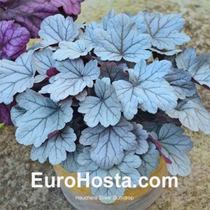 Heuchera Delta Dawn