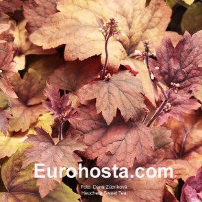 Heuchera Sugar Plum