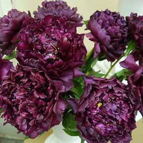 Paeonia Purple Spider